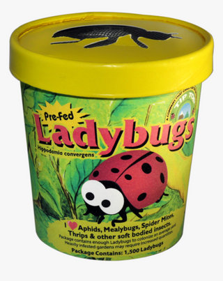 Bugs- Lady bug 750 Cup Tip Top Bio-Control