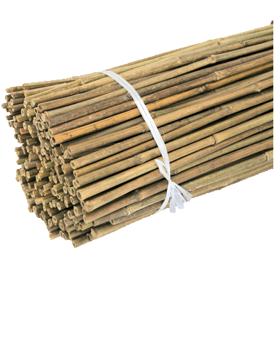 Bamboo Stakes 6' 100 Pack
