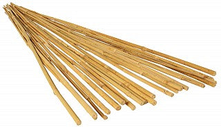Bamboo--