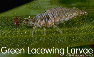 bugs- Green Lacewing Larvae/Eggs 1,000 egg card. PICK UP ONLY